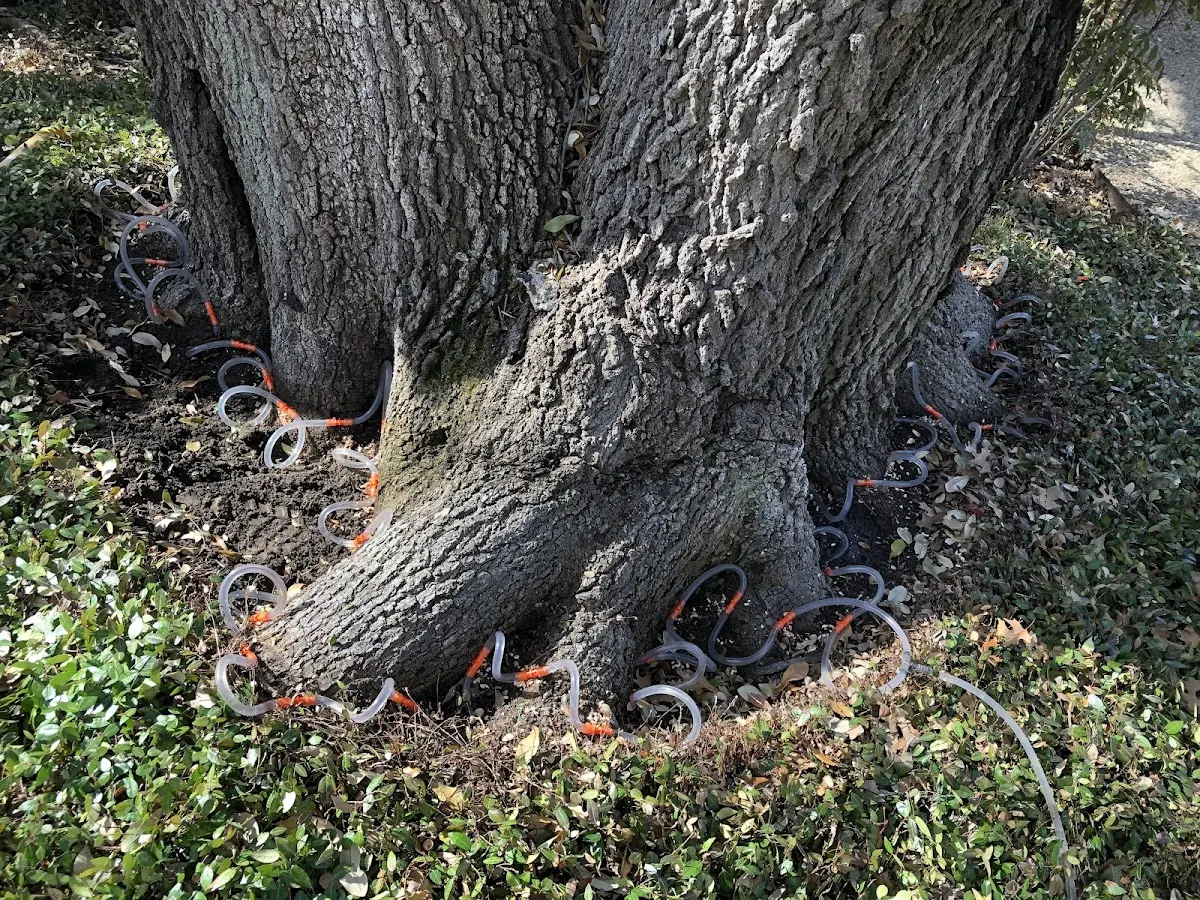 Detailed Shrub and Hedge Trimming job site in Daingerfield